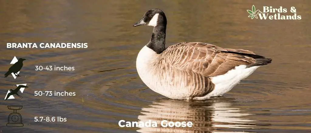 Canada Goose