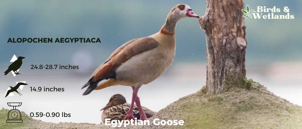 Egyptian Goose