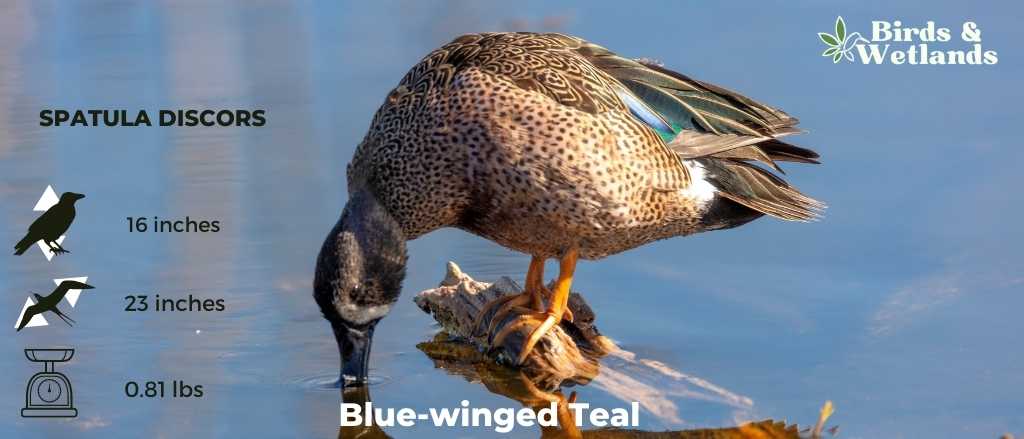 Blue-winged Teal