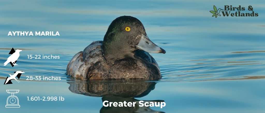 Greater Scaup