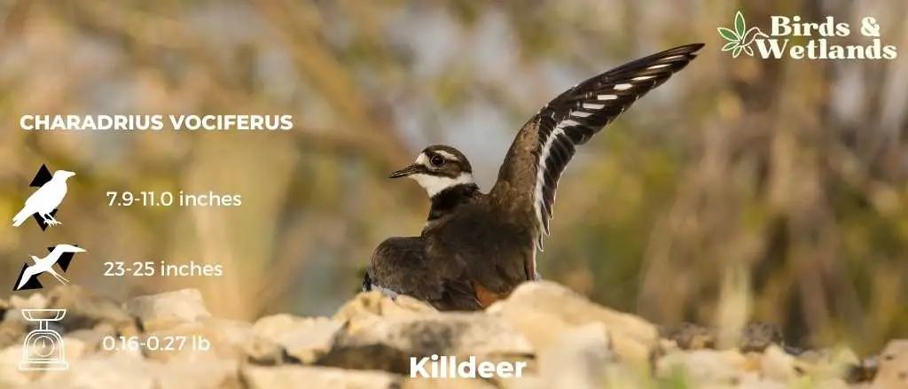 Killdeer