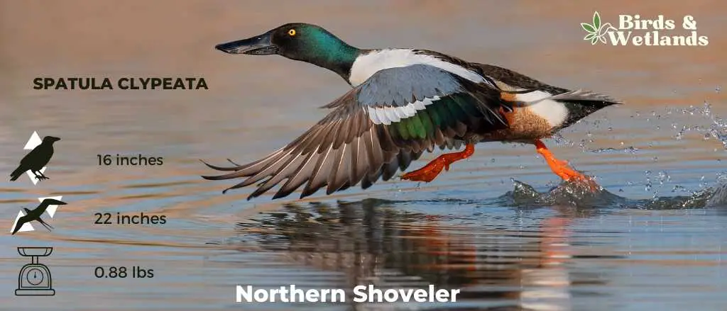 Northern Shoveler