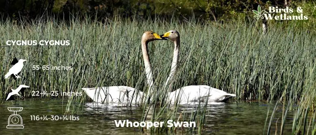 Whooper Swan