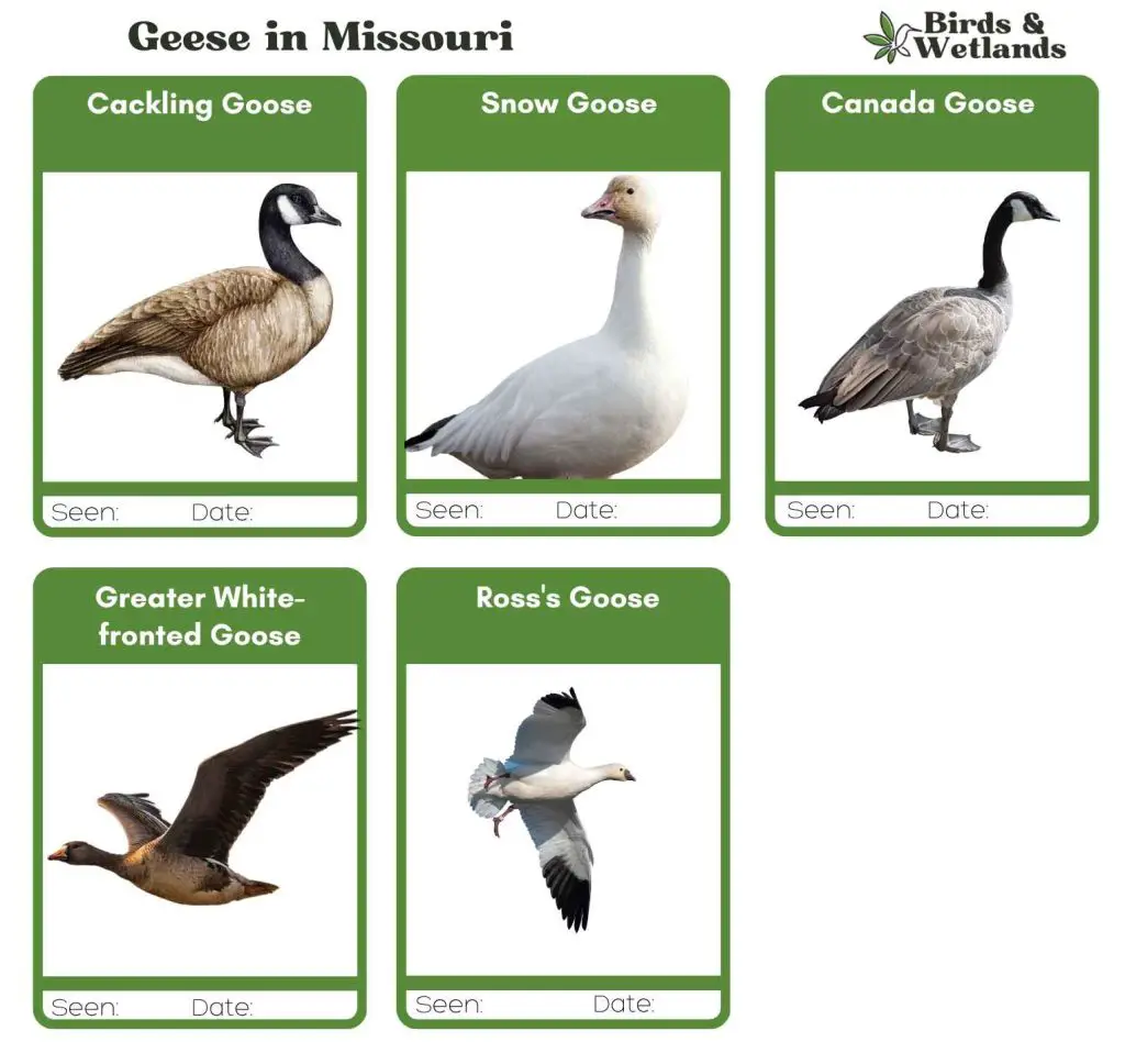 Geese in Missouri: Discover 5 Species with Our FREE Guide - Birds & Wetlands