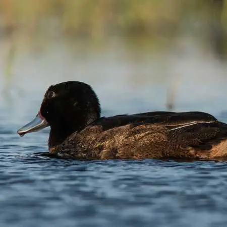 Black-Headed Duck