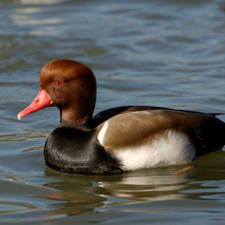 Red-Crested Pochard