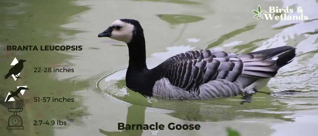 Barnacle Goose