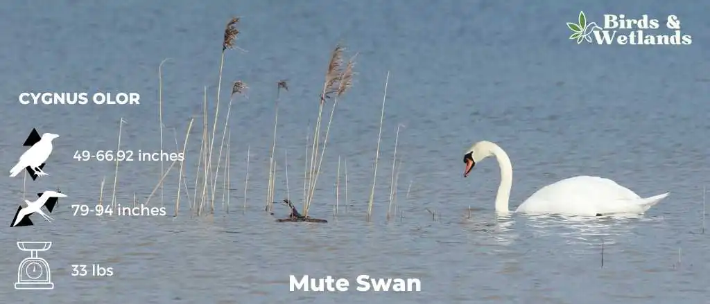 Mute Swan