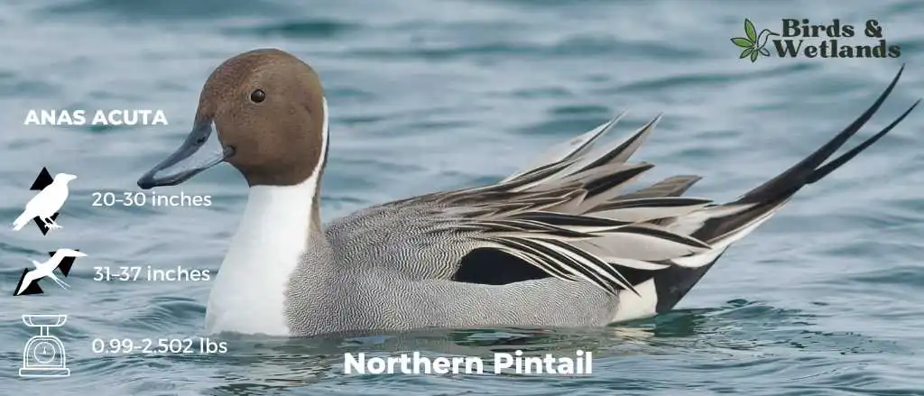 Northern Pintail