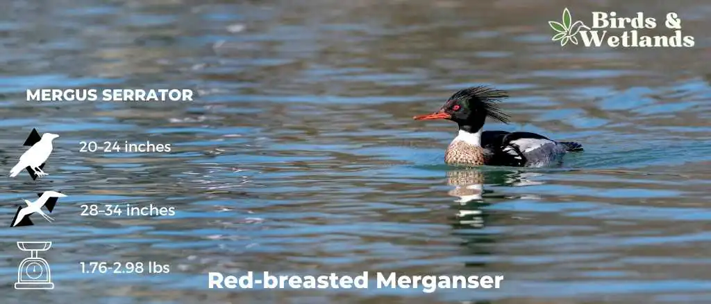 Red-breasted Merganser