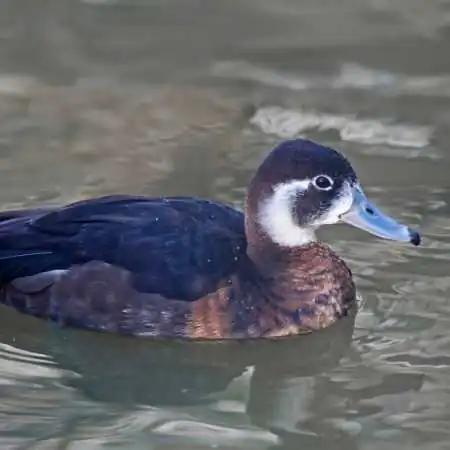Southern Pochard
