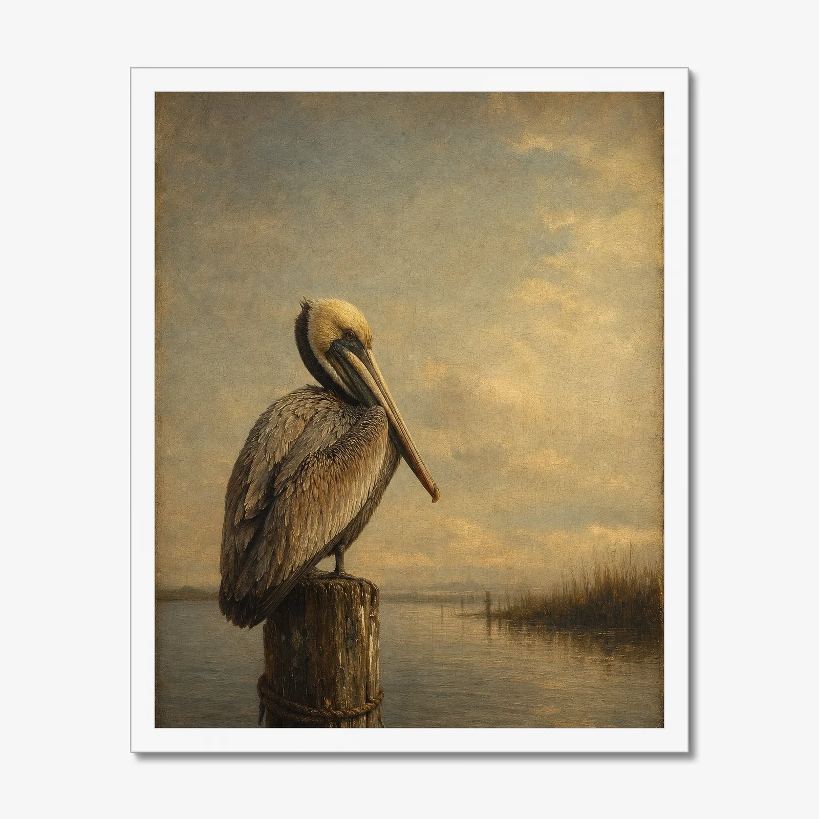 Brown Pelican in a white frame
