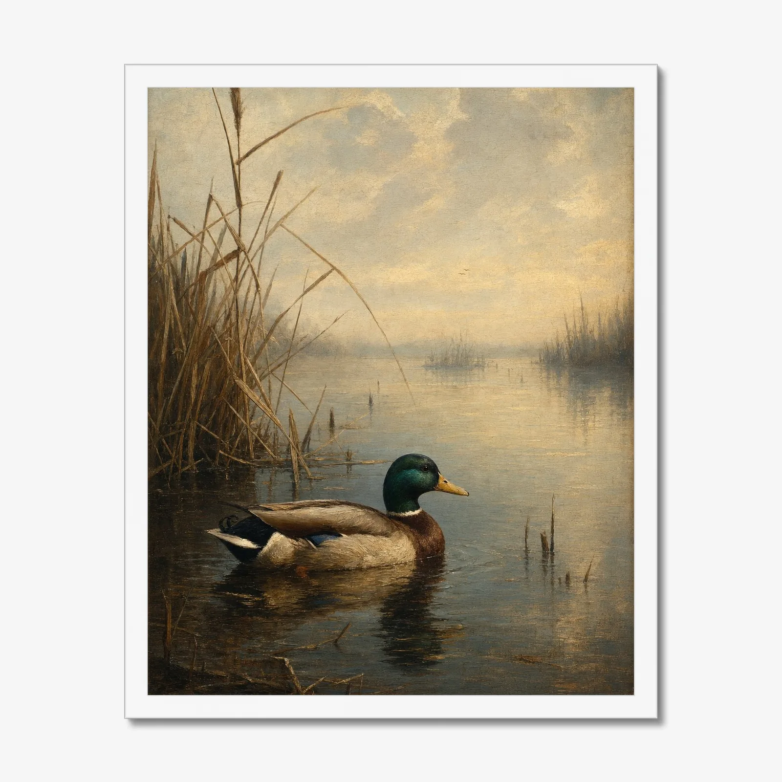 Mallard Drake in a white frame