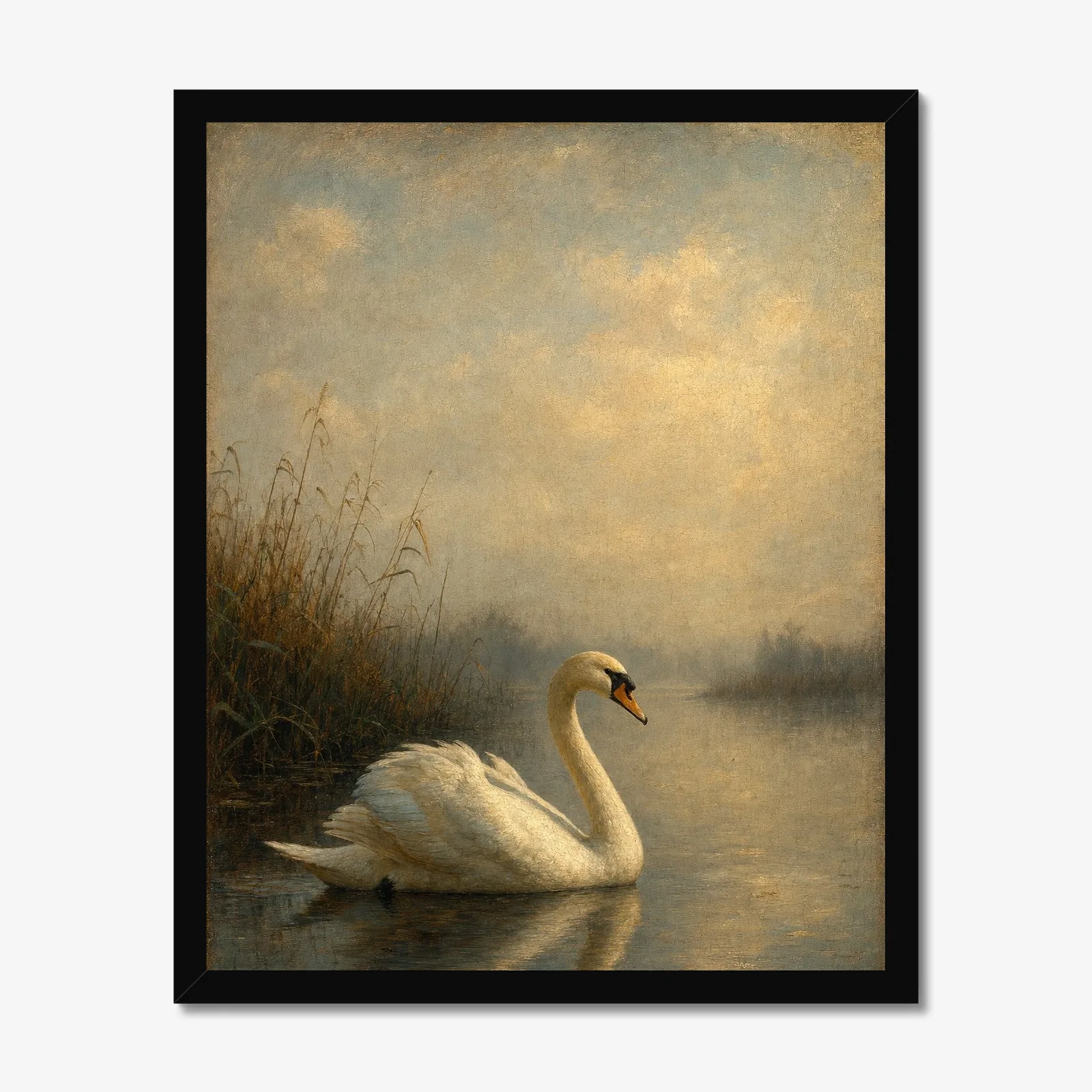 Mute Swan in a black frame