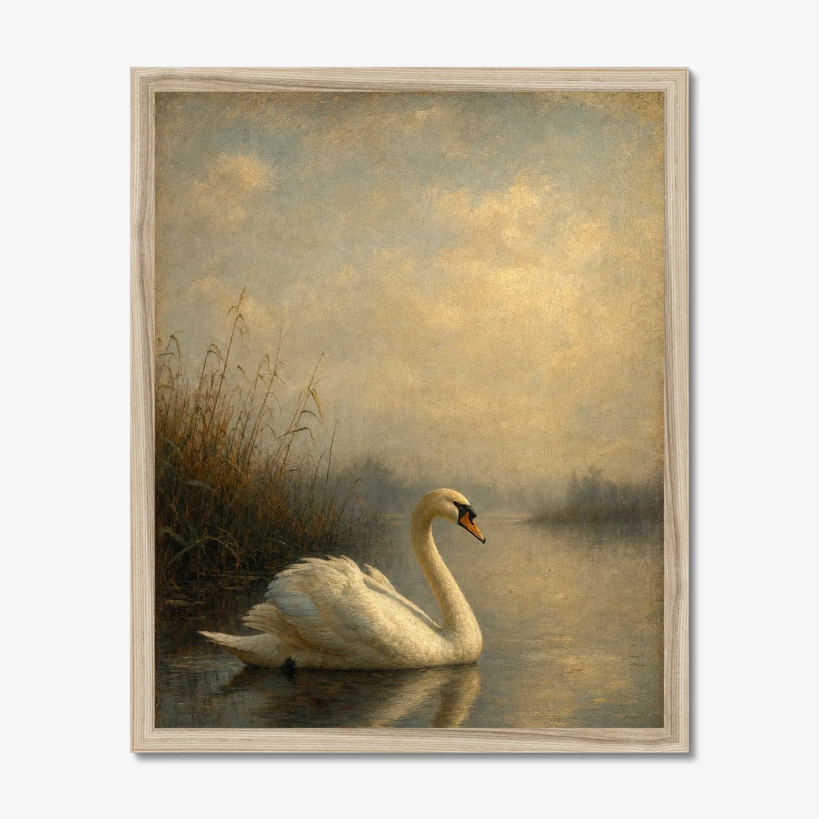 Mute Swan in a oak frame