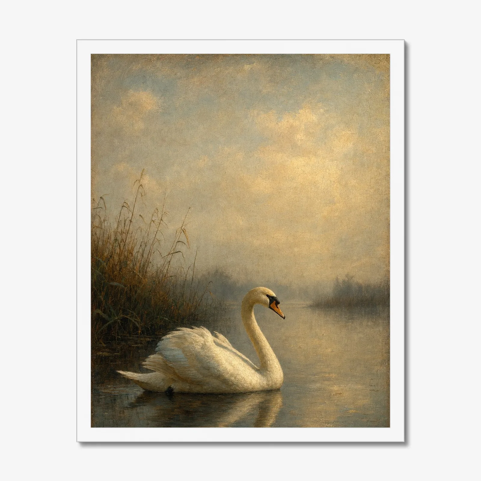 Mute Swan in a white frame
