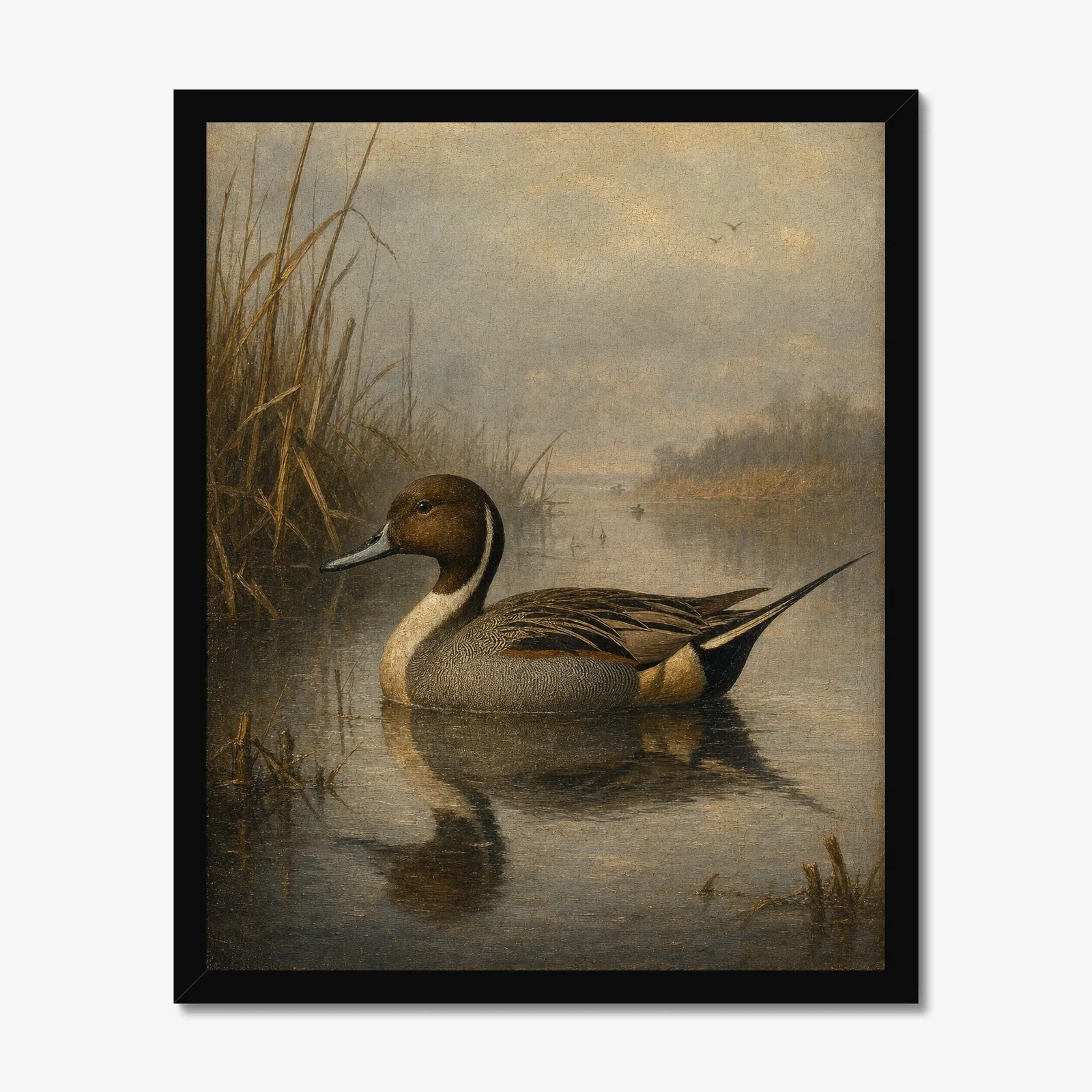 Northern Pintail Drake in a black frame