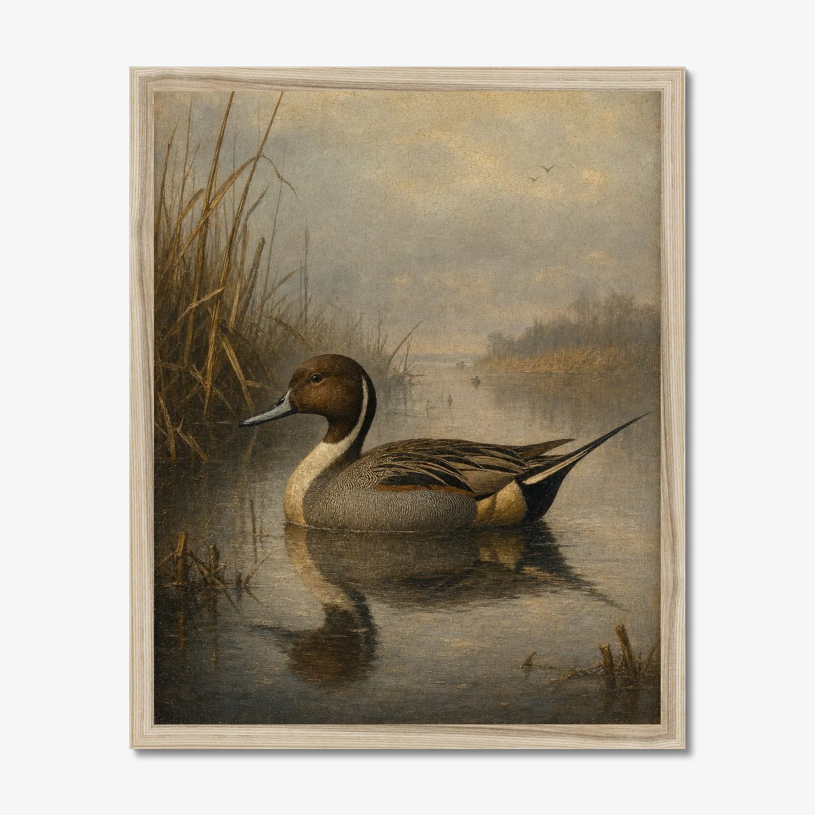 Northern Pintail Drake in a oak frame