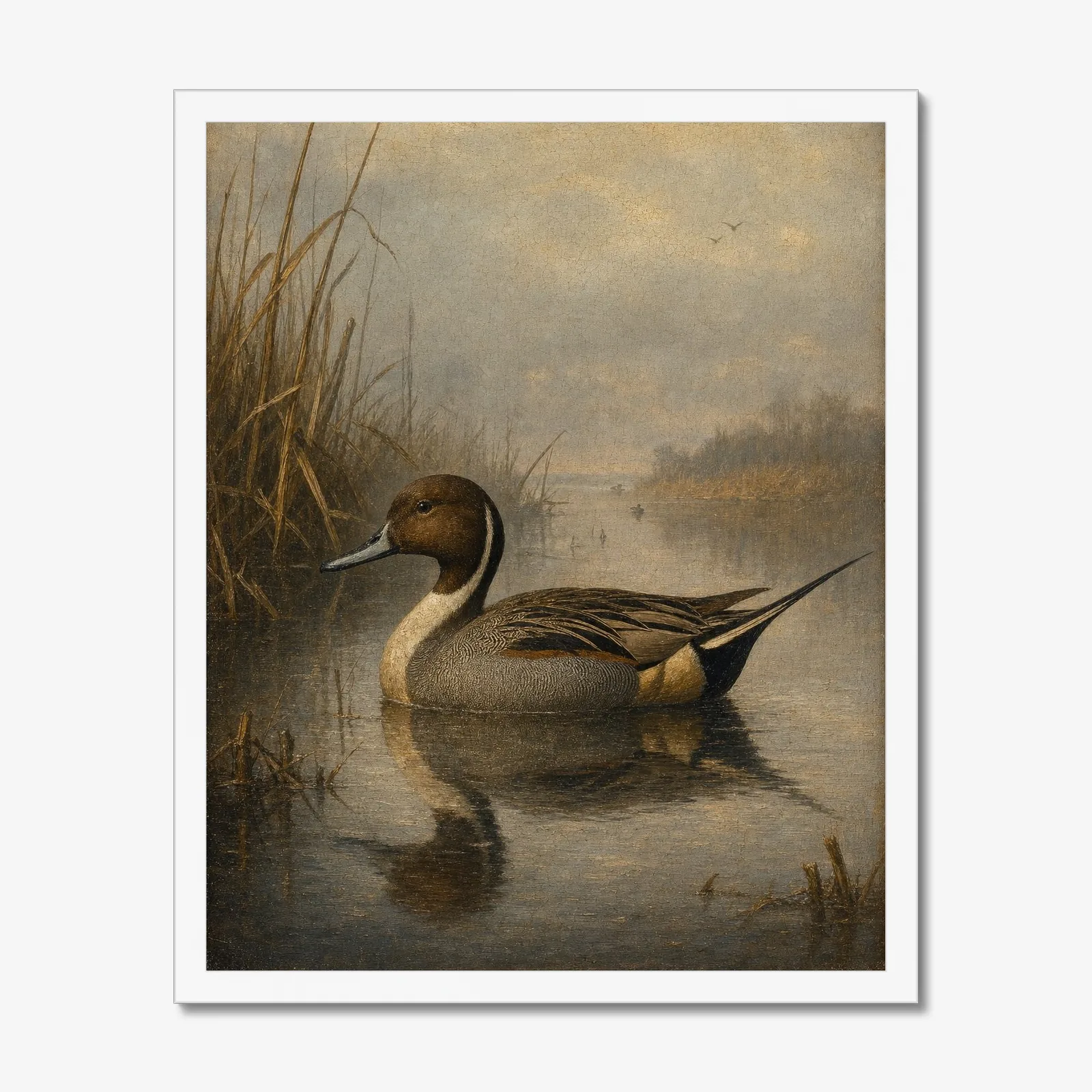 Northern Pintail Drake in a white frame