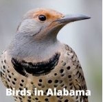 What Birds Eat Suet? — A Comprehensive Guide To Suet Birds