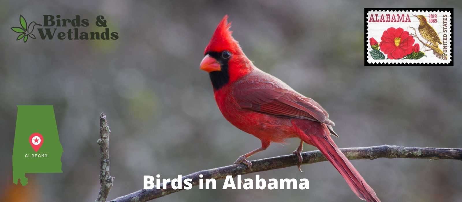 14 Blue Birds in Alabama (+Free Photo Guide)
