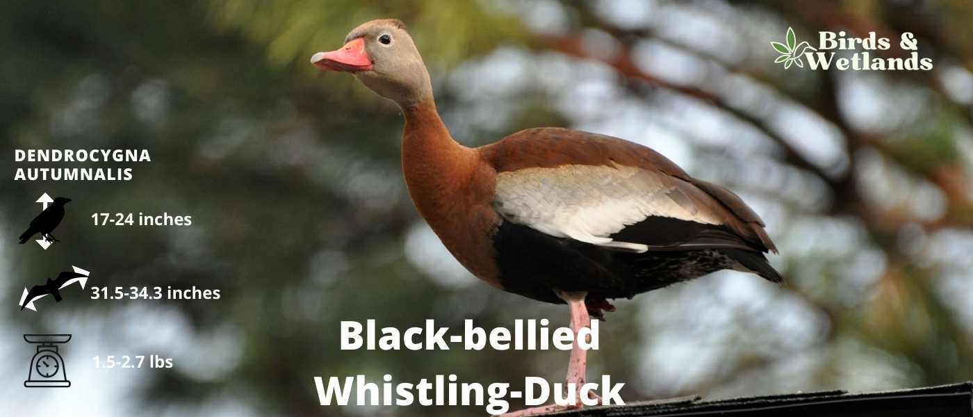 Black-Bellied Whistling Duck (Dendrocygna autumnalis)