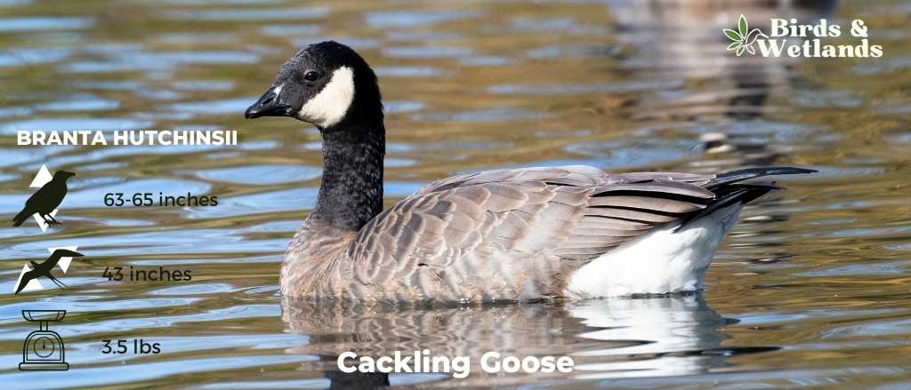 Cackling Goose (Branta hutchinsii)
