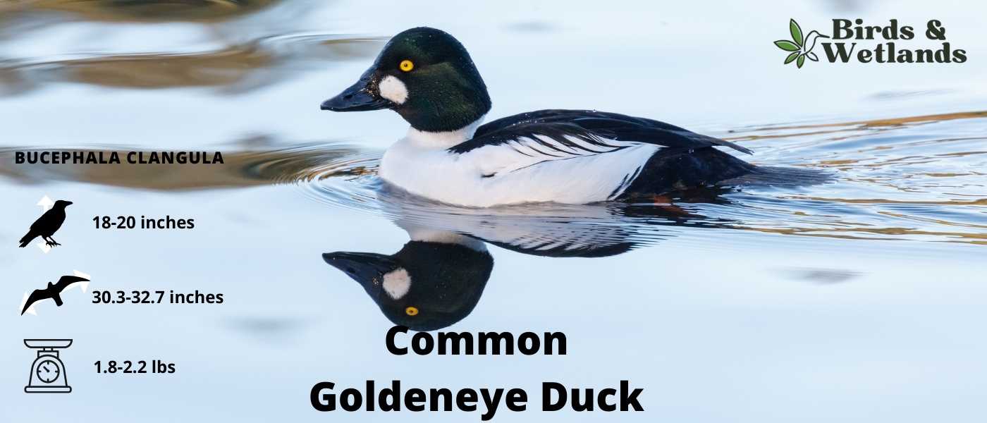 Common Goldeneye Duck (Bucephala clangula)
