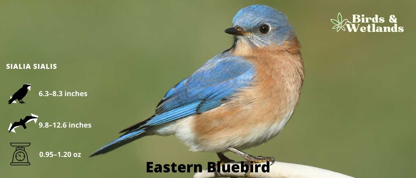 10 Blue Birds in Maine (+Free Photo Guide)