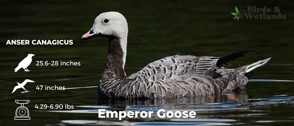 Emperor Goose (Anser Canagicus)