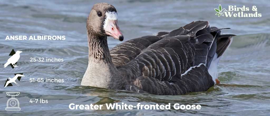 Greater White-Fronted Goose (Anser albifrons)