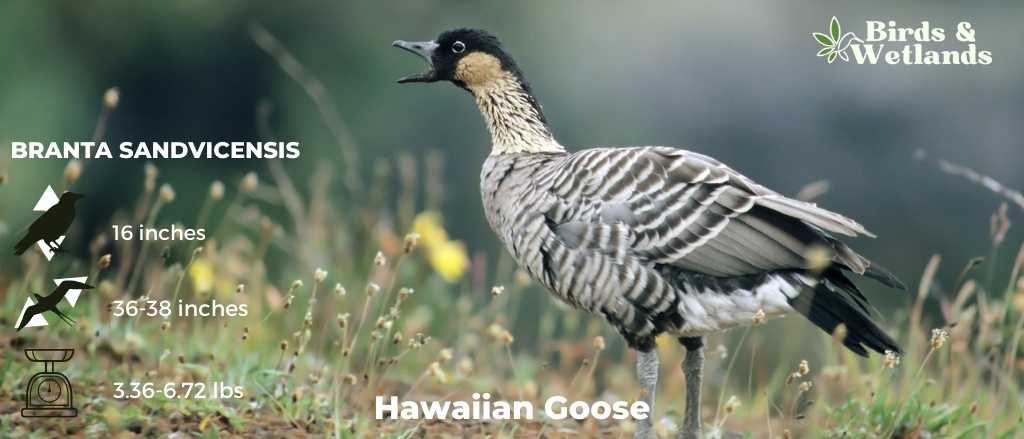 Hawaiian Goose (Branta sandvicensis)
