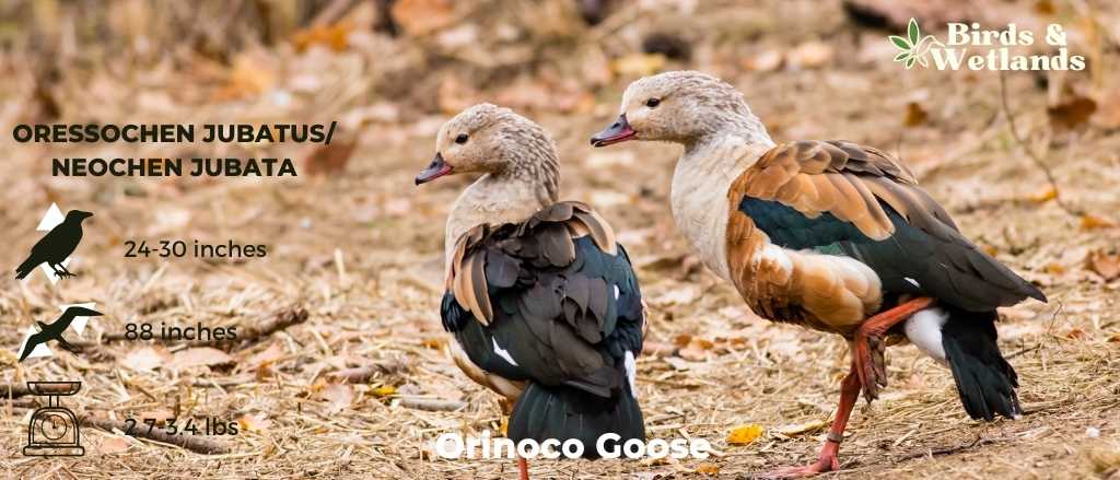 Orinoco Goose (Neochen Jubata)