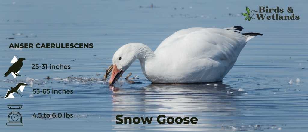 Snow Goose (Anser caerulescens)