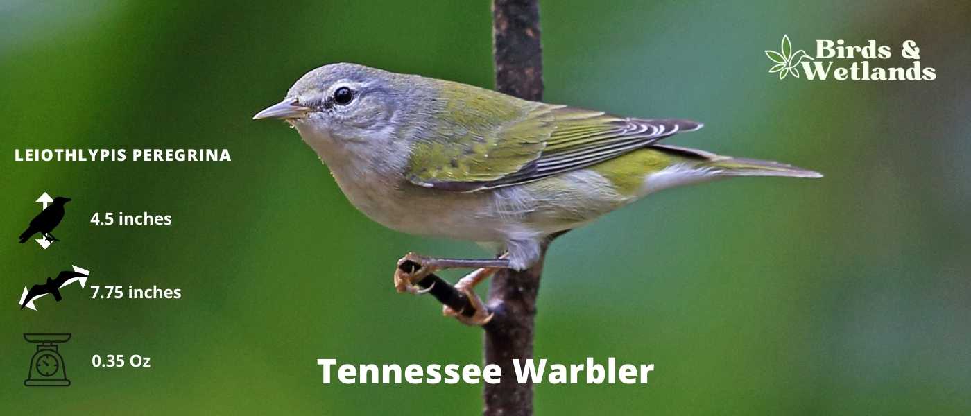 Discover the 7 Majestic Owls in Tennessee