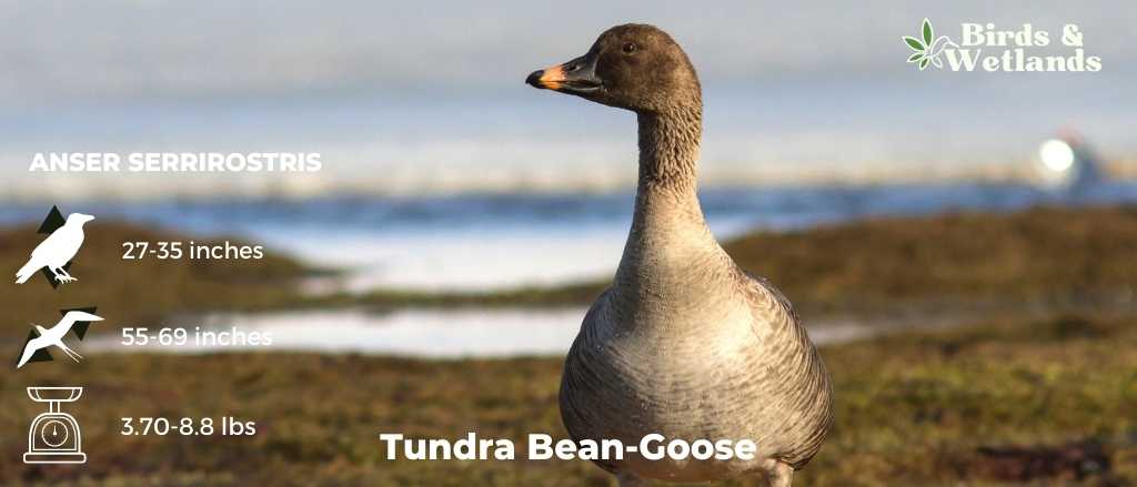 Tundra Bean-Goose (Anser serrirostris)