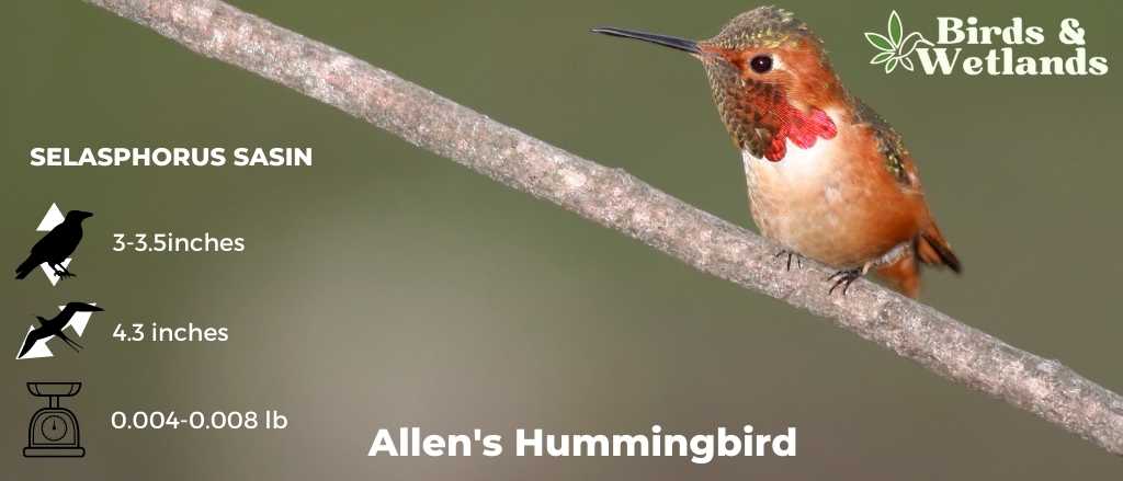 Where to Hang a Hummingbird Feeder?