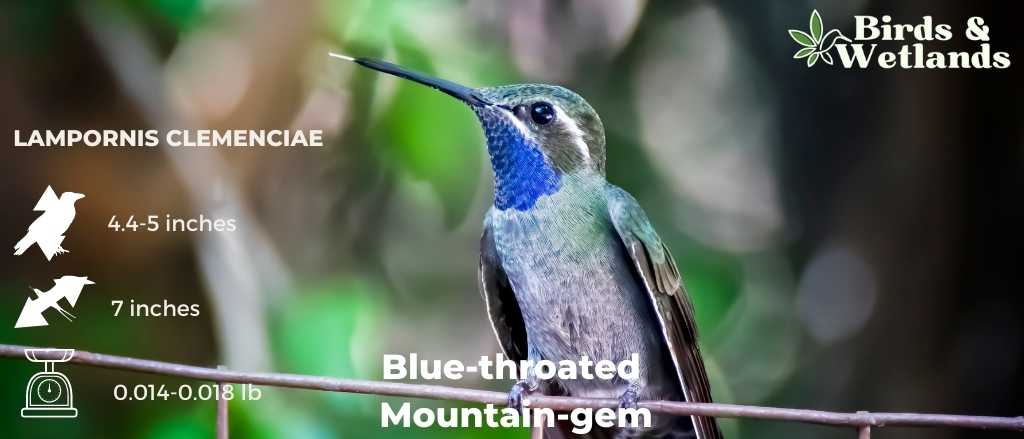11 Blue Birds in Florida (+Free Photo Guide)