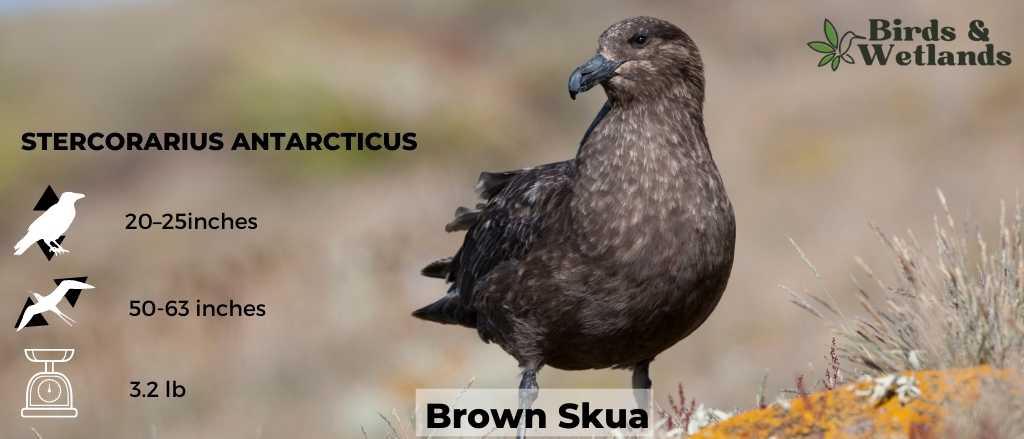 Earthy Elegance: A Guide to Ducks with Brown Heads