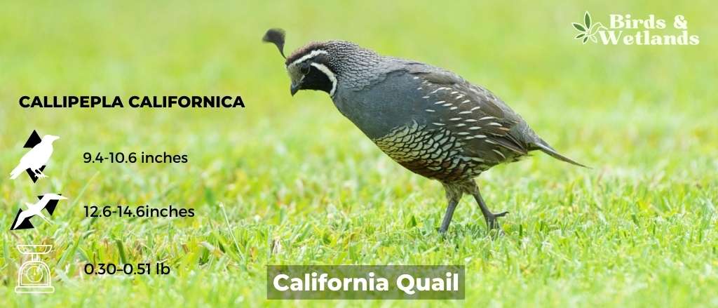 14 Blue Birds in California (+Free Photo Guide)