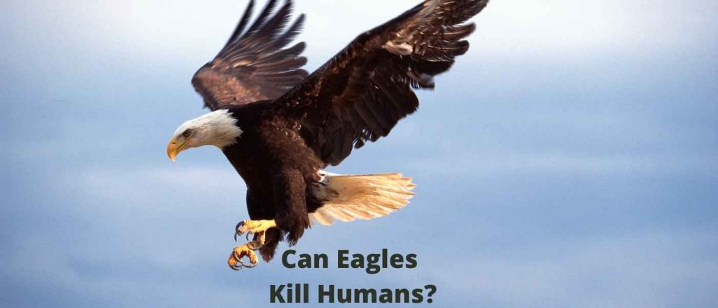 Can Eagles Kill Humans? The Reality Behind Eagle Encounters