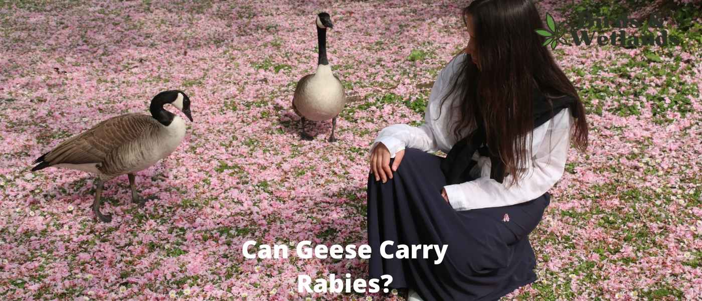 Goose Droppings: Can Geese Carry Rabies?