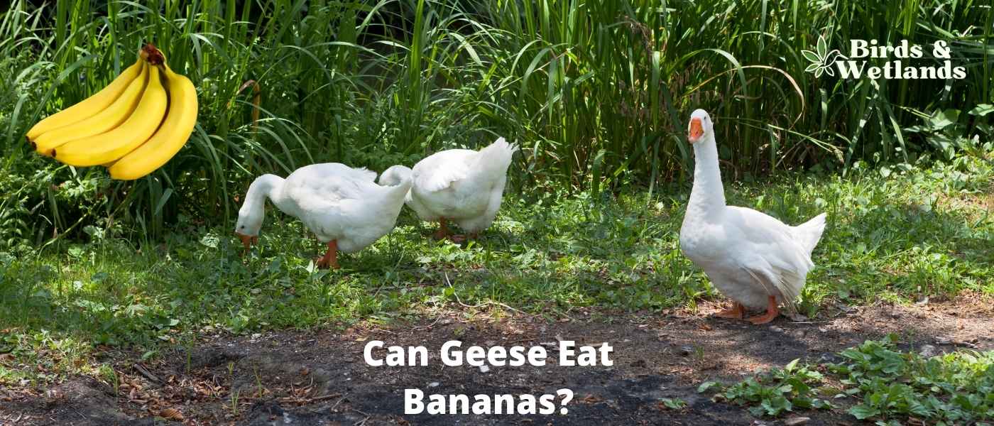 Can Geese Eat Bananas? Diving into Dietary Dos and Don'ts