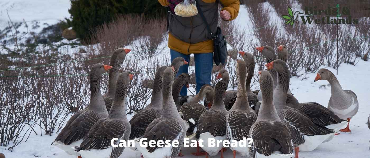 Can Geese Eat Bread? The Truth Behind Common Feeding Myths