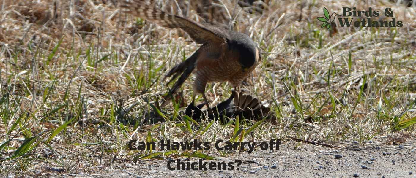 Hawk Predators: Can They Really Carry off Chickens?