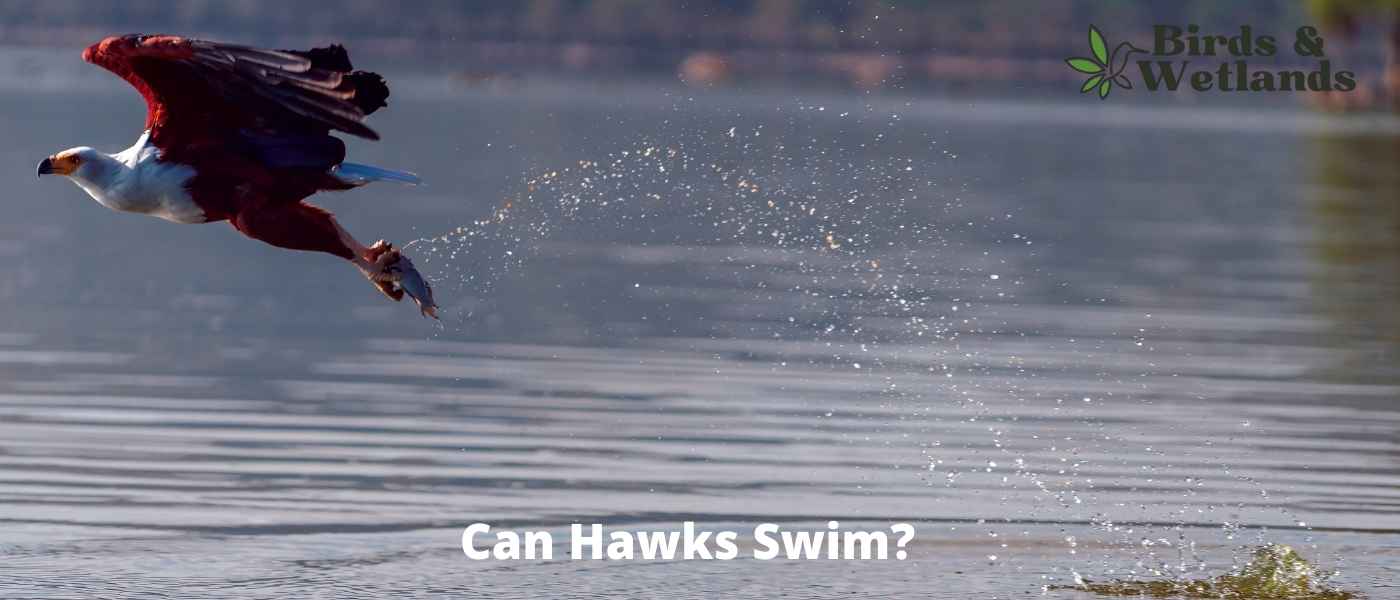 Diving into Myths: Do Hawks Swim?