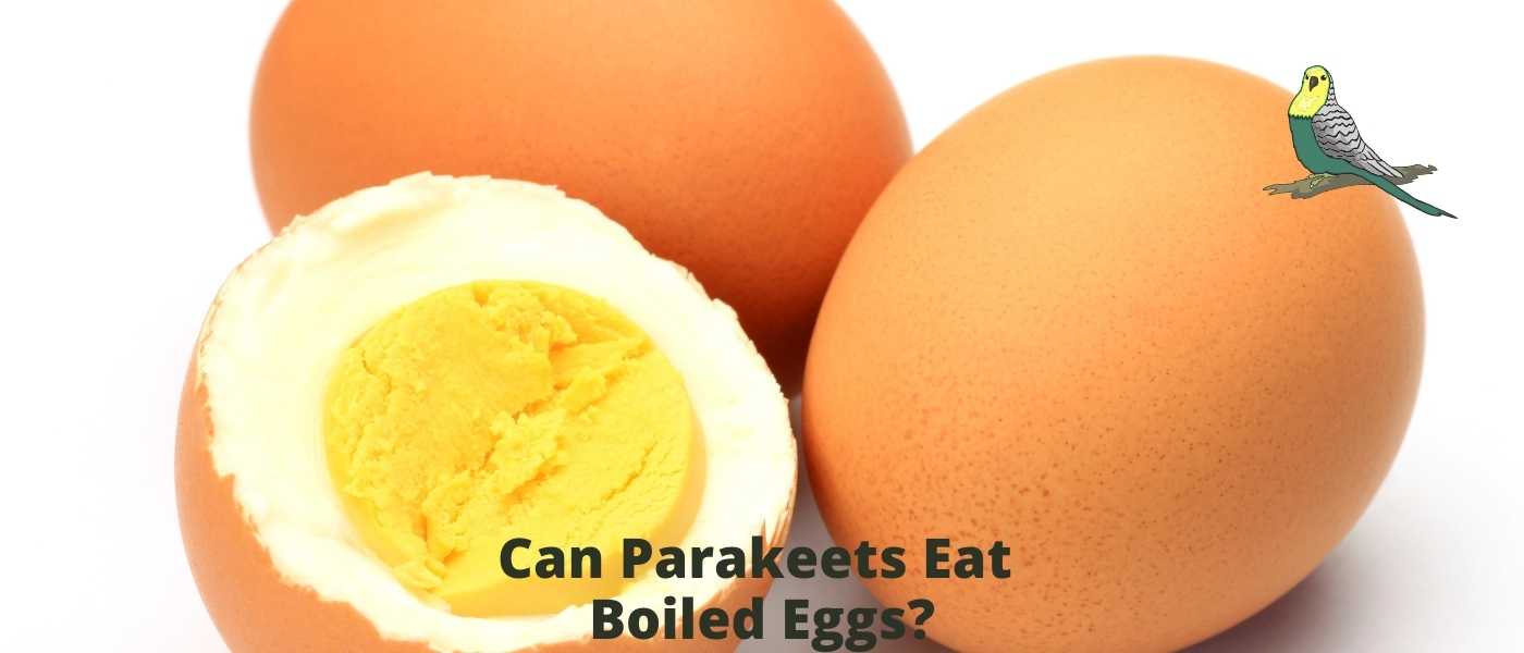 Can Parakeets Eat Boiled Eggs? What You Need to Know