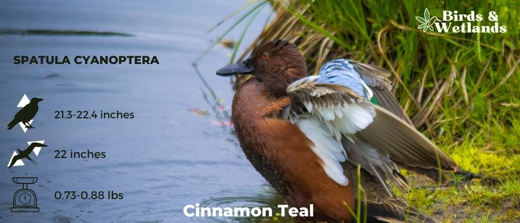 Cinnamon Teal