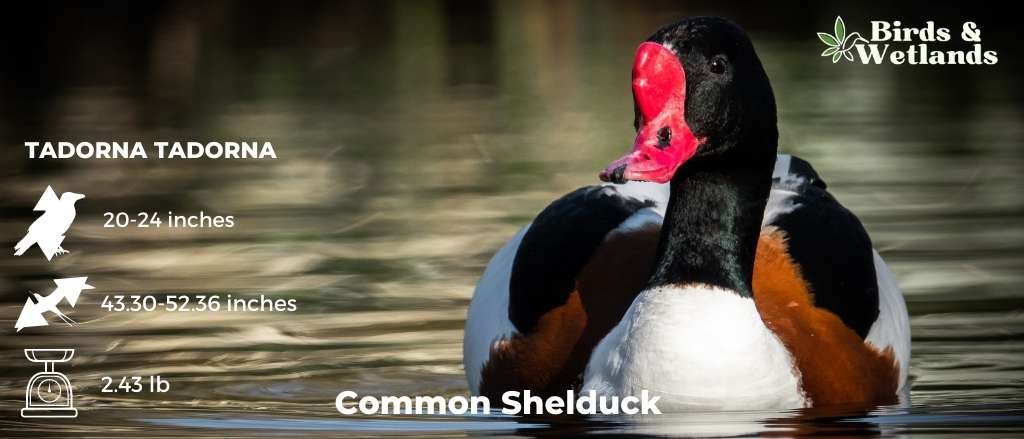 Common Shelduck