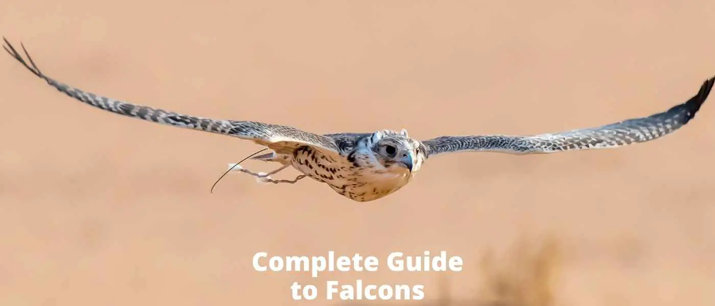 What Do Falcons Eat?